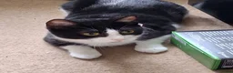Domestic Shorthair cats for sale: Tuxedo male female in Shrewsbury - Advert 1