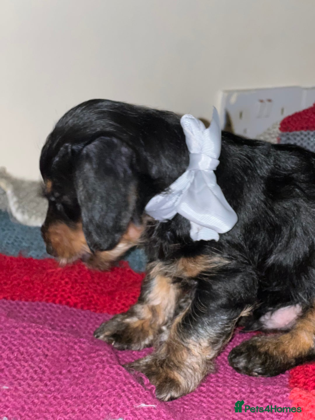 Dachshund dogs for sale: 4 pups for sale  - Advert 3