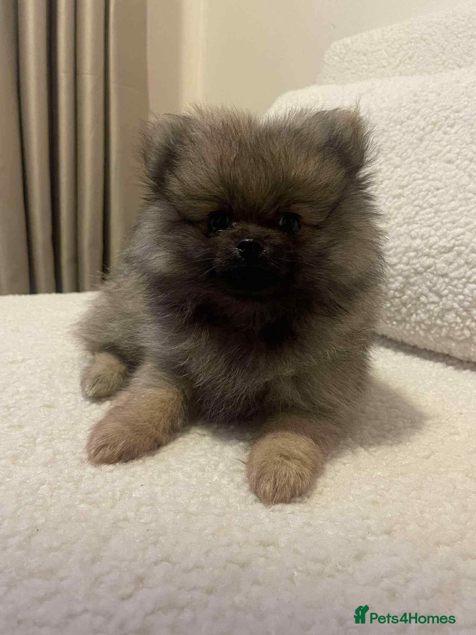 Pomeranian dogs ❤️Beautiful Pomeranian puppies❤️ - Advert 7