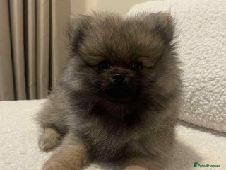 Pomeranian dogs ❤️Beautiful Pomeranian puppies❤️ - Advert 3