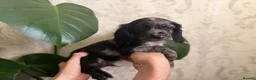Cocker Spaniel dogs for sale: 4 Remaining Gorgeous Cocker Spaniel puppies.  - Advert 21