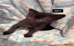 British Shorthair cats for sale: Beautiful kittens READY TO LEAVE SUNDAY - Image 2