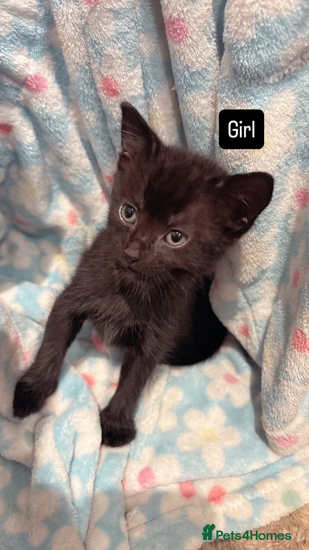 British Shorthair cats for sale: Beautiful kittens READY TO LEAVE SUNDAY - Image 2