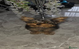 Yorkshire Terrier dogs for sale: Miniature Yorkshire terrier puppy male 12weeks old - Image 3