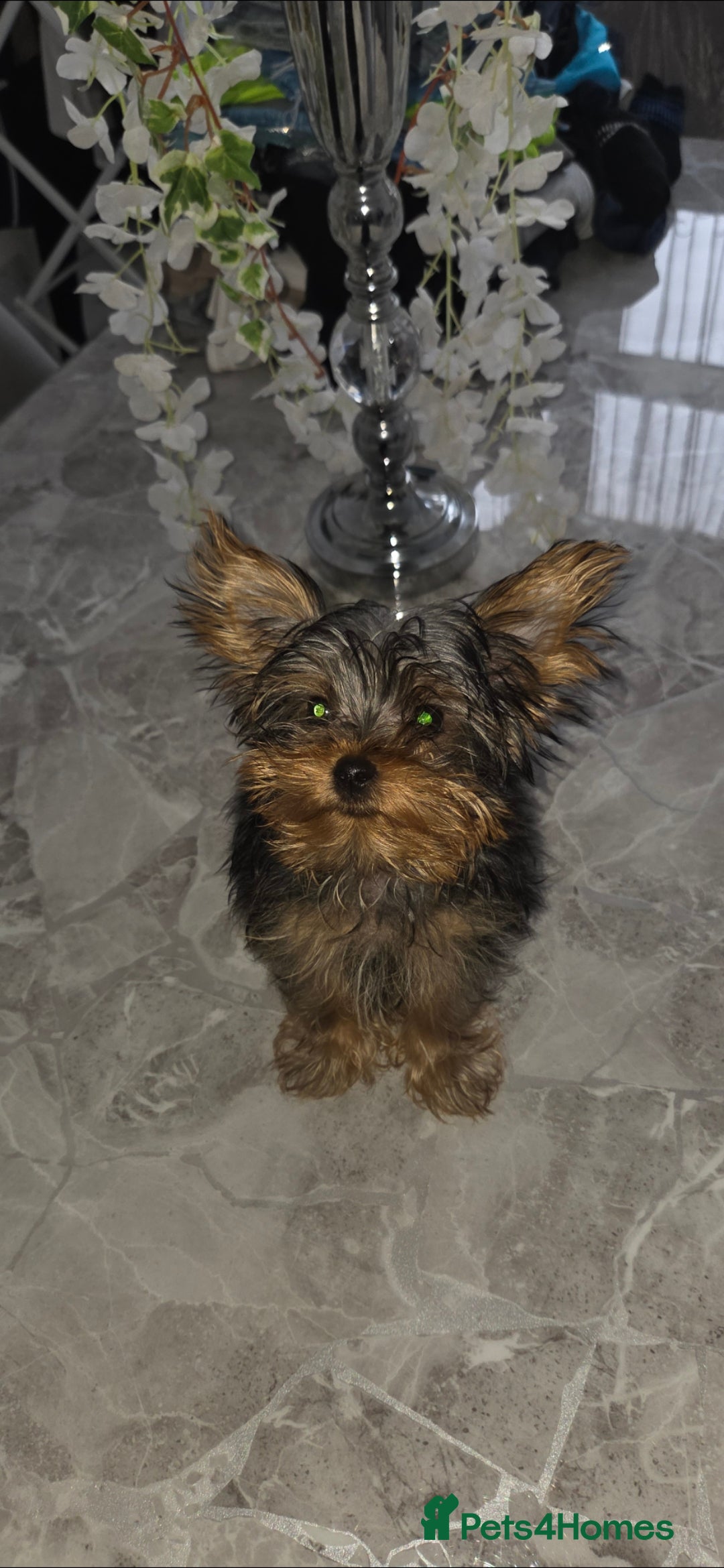Yorkshire Terrier dogs for sale: Miniature Yorkshire terrier puppy male 12weeks old - Image 3