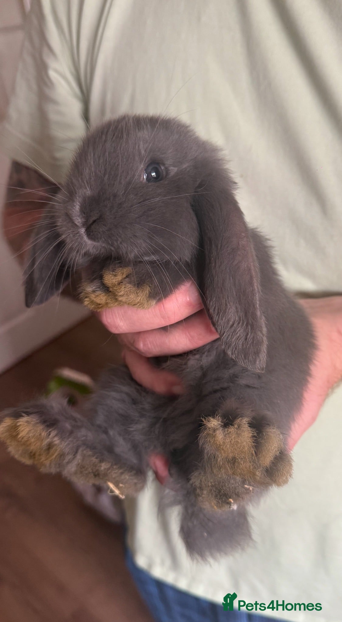 French Lop rabbits Giant French lop rabbits 3 left  - Advert 19