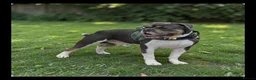 Olde English Bulldogge dogs for stud: Stud Services - Advert 2