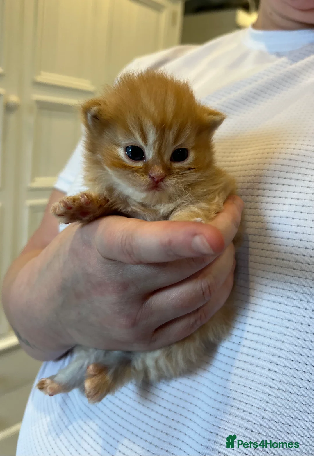 Persian cats for sale: *Last 2* Gorgeous litter of Persians  - Advert 13