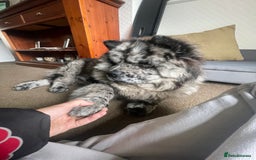 Chow Chow dogs for stud: Zoro Black Merle STUD Carrying Blue 💙 & Choc 🍫 - Advert 4