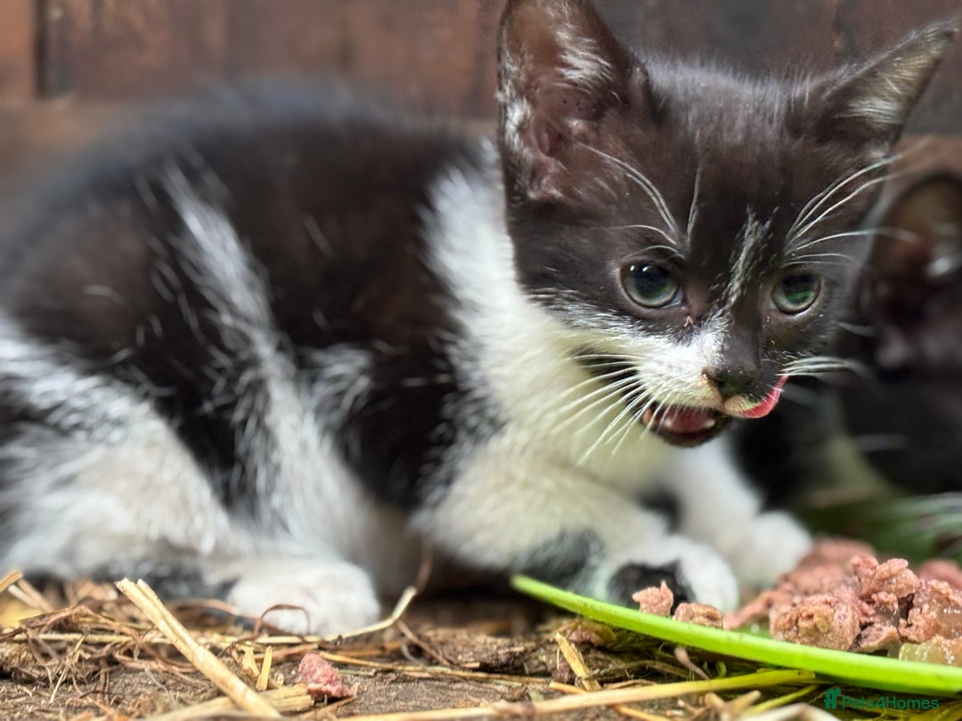 Mixed Breed cats for sale: Two adorable girl kittens - Image 4