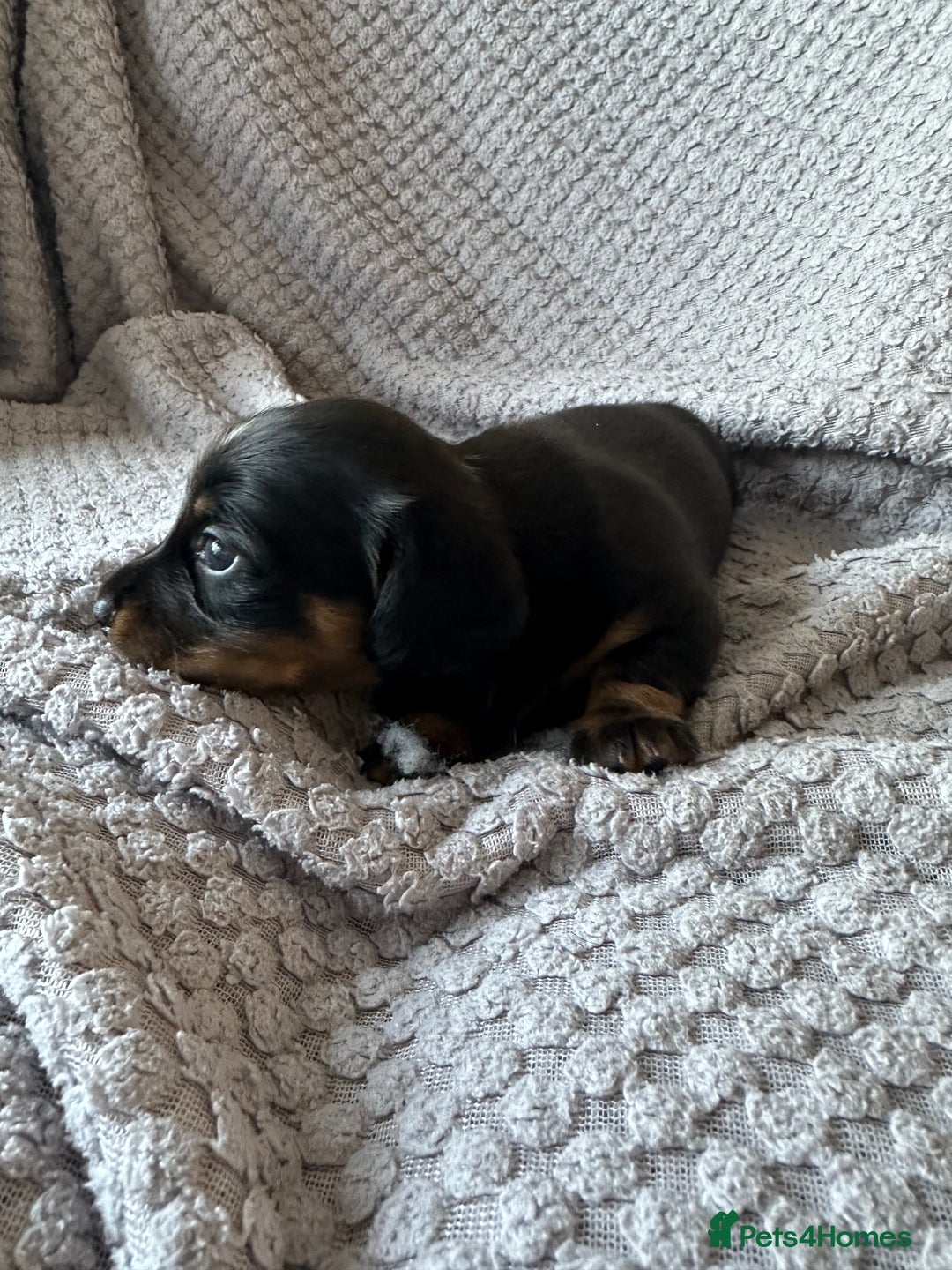 Miniature Dachshund dogs for sale: KC Reg - 1 puppy looking for his forever home - Advert 7