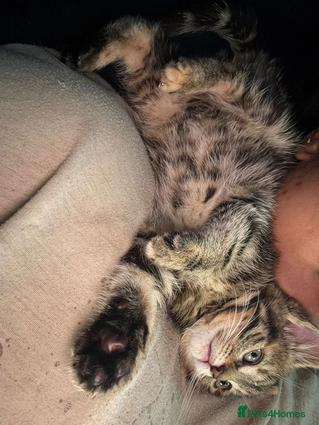 Mixed Breed cats for sale: Mix tabby - Advert 2