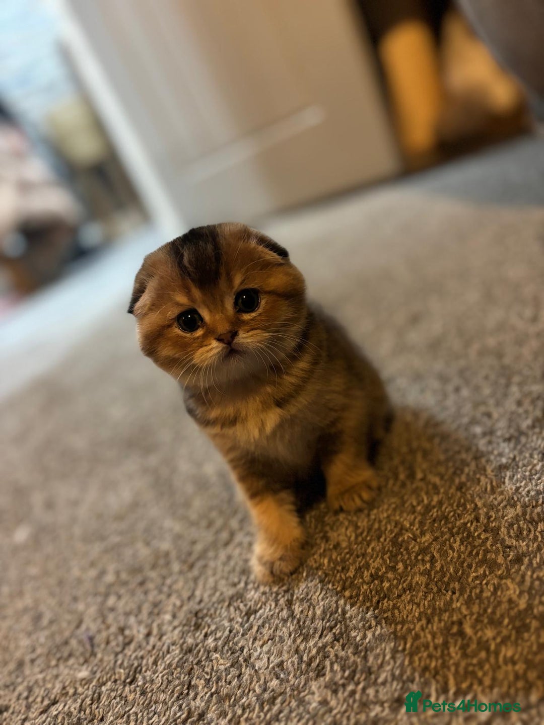 Scottish Fold cats for sale: TICA REGISTERED SCOTTISH BABIES  - Image 6