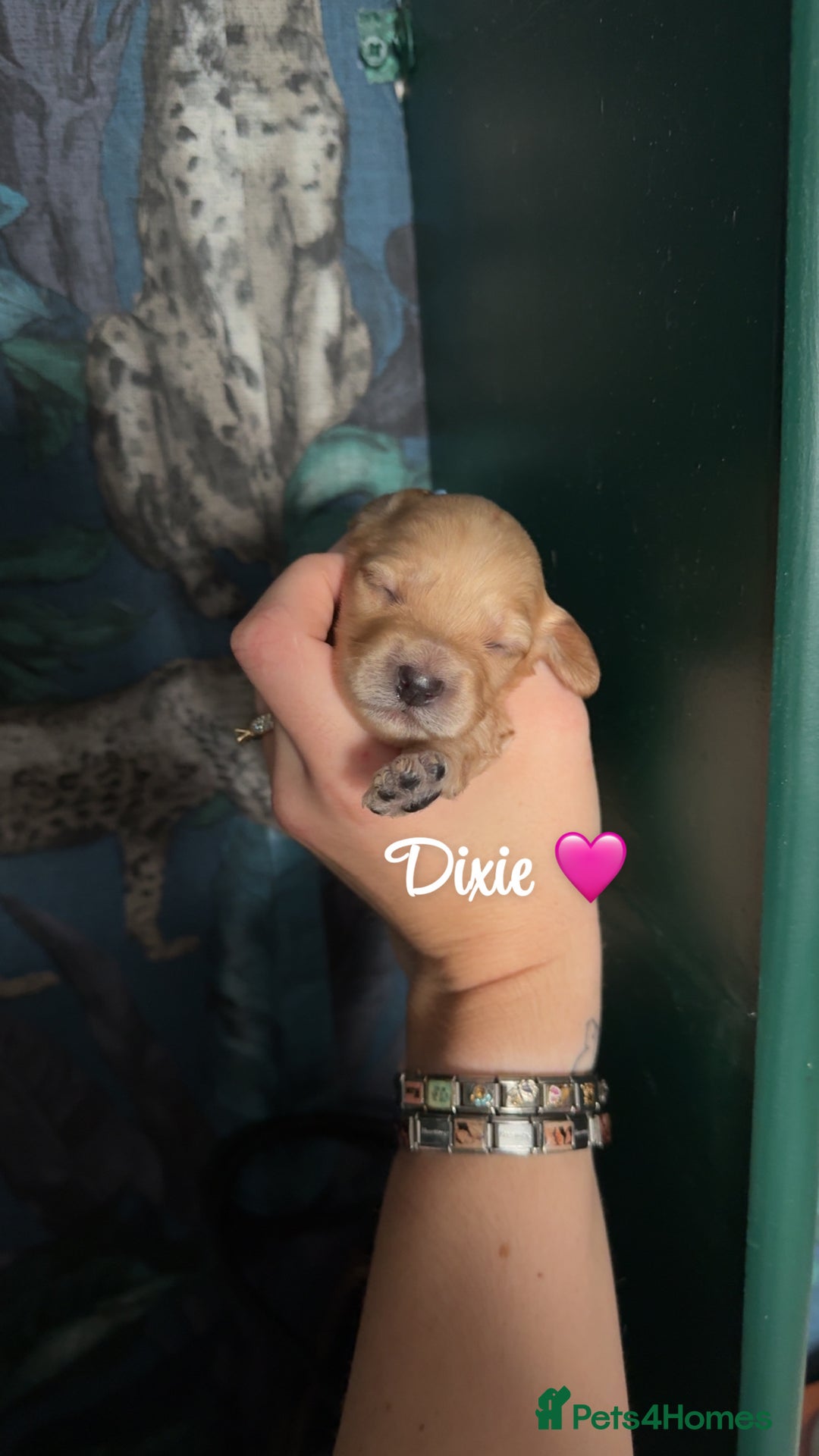 Cockapoo dogs for sale: Beautiful F1 Cockapoos  - Image 12