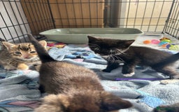 Mixed Breed cats for sale: 4 beautiful kittens looking for a forever home  - Image 6