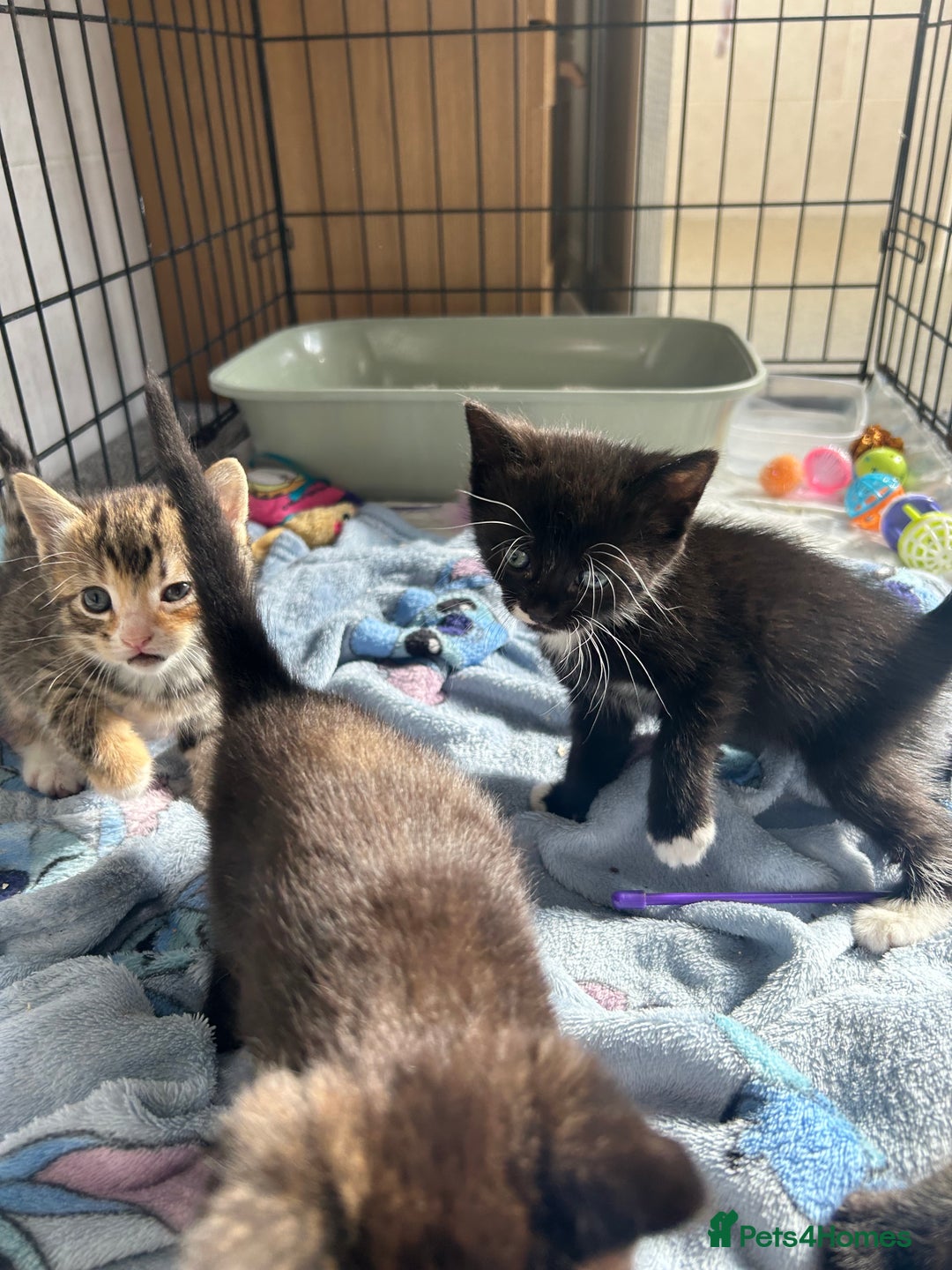 Mixed Breed cats for sale: 4 beautiful kittens looking for a forever home  - Image 6