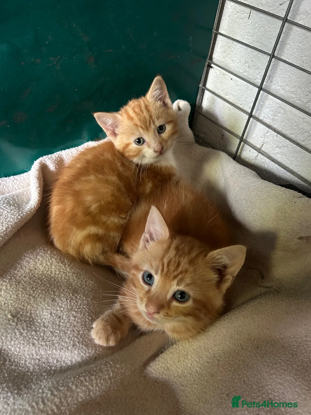 Mixed Breed cats for sale: Two Kittens for sale  - Advert 2