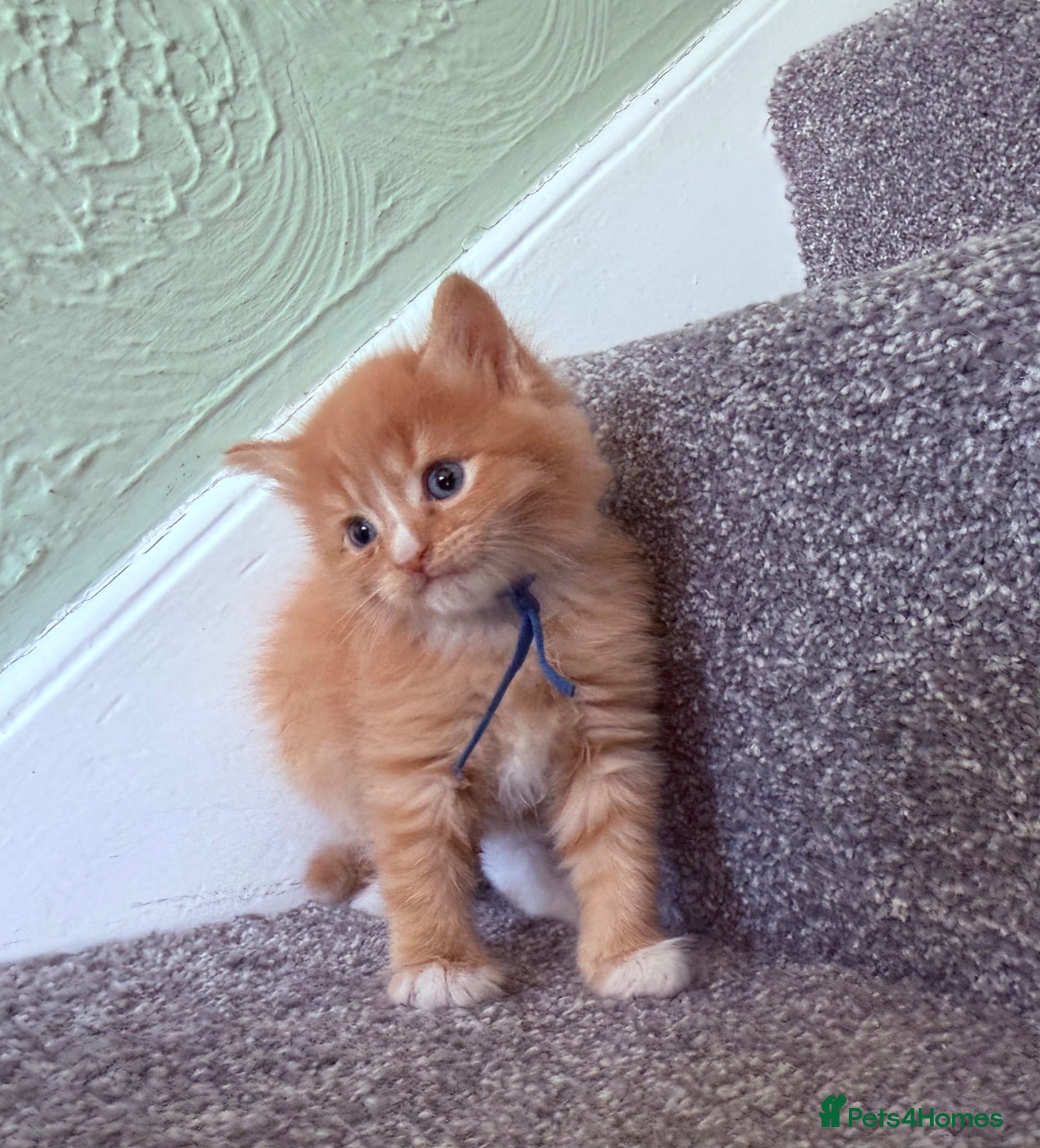 Domestic Shorthair cats Beautiful Kittens - 3 longhaired & 2 shorthaired  - Advert 1