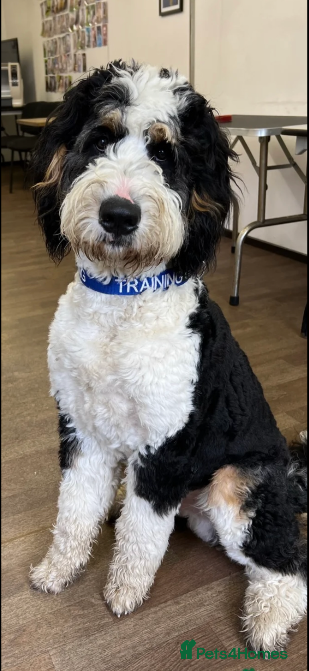 Mixed Breed dogs for sale: Stunning litter of Golden Bernadoodles - Advert 10