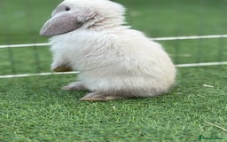 Mini Lop rabbits for sale: 2 PUREBRED MINI LOPS LEFT - Image 6