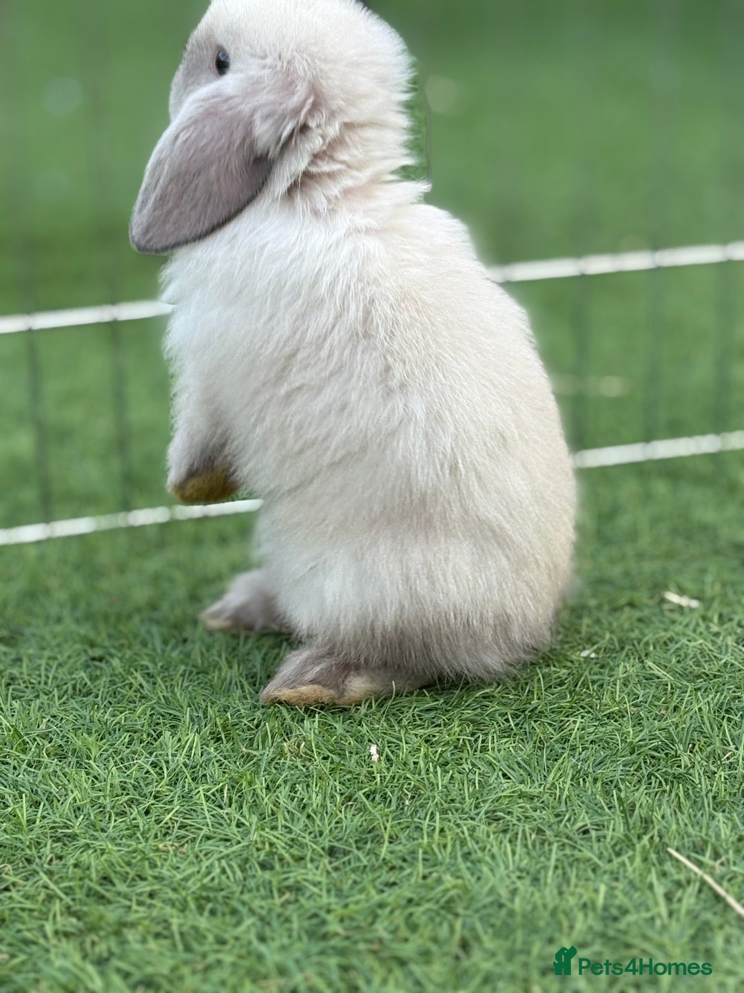Mini Lop rabbits for sale: 2 PUREBRED MINI LOPS LEFT - Image 6