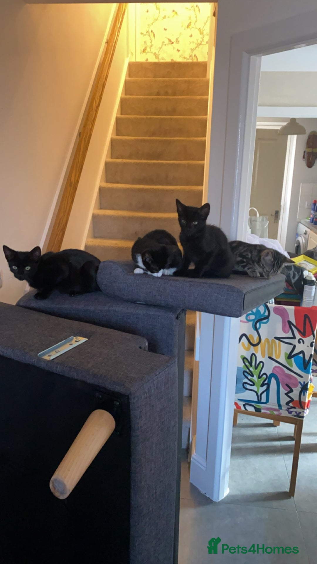 Mixed Breed cats for sale: Mixed breed kittens - Image 6