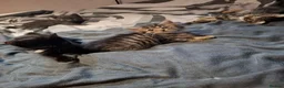Mixed Breed cats for sale: Lovely kittens looking for their forever homes  - Advert 10