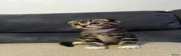 Scottish Fold cats for sale: Scottish Fold Kittens/Ginger+Mixed  - Advert 19