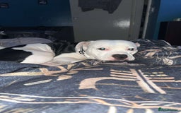 Staffordshire Bull Terrier dogs for sale: Male staffie for sale - Image 1