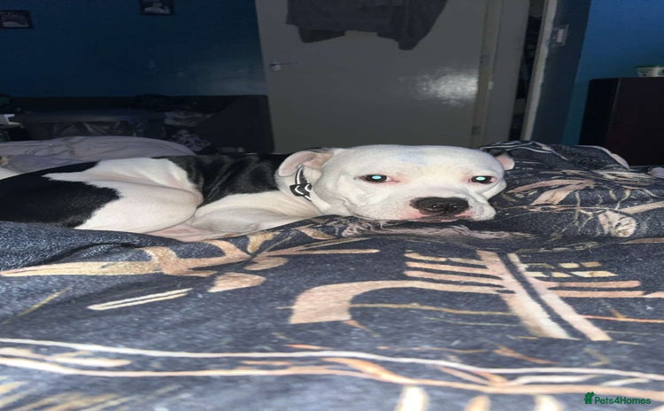Staffordshire Bull Terrier dogs - Advert 3