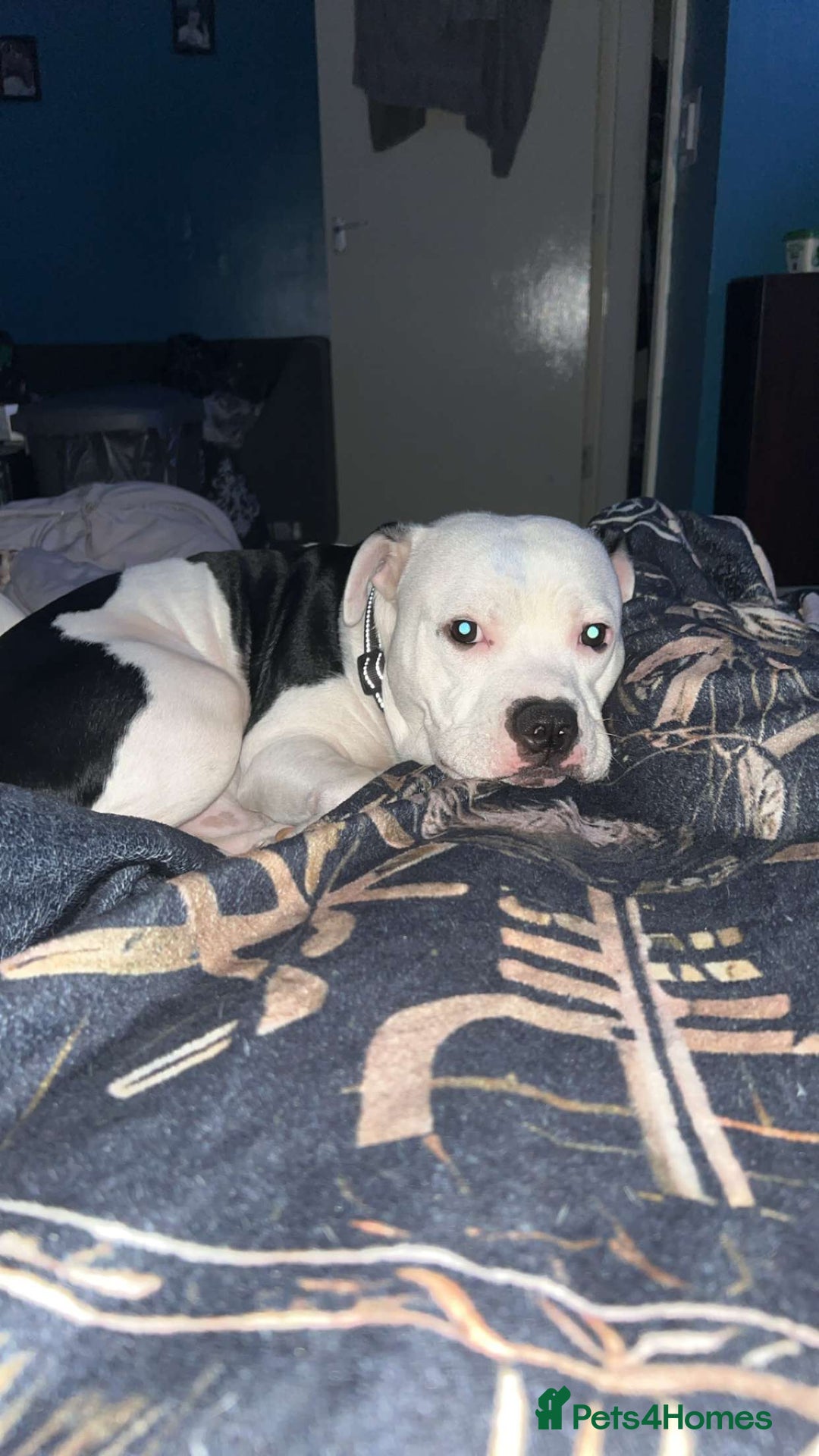 Staffordshire Bull Terrier dogs for sale: Male staffie for sale - Image 1