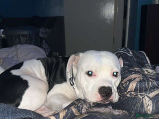 Staffordshire Bull Terrier dogs - Advert 7