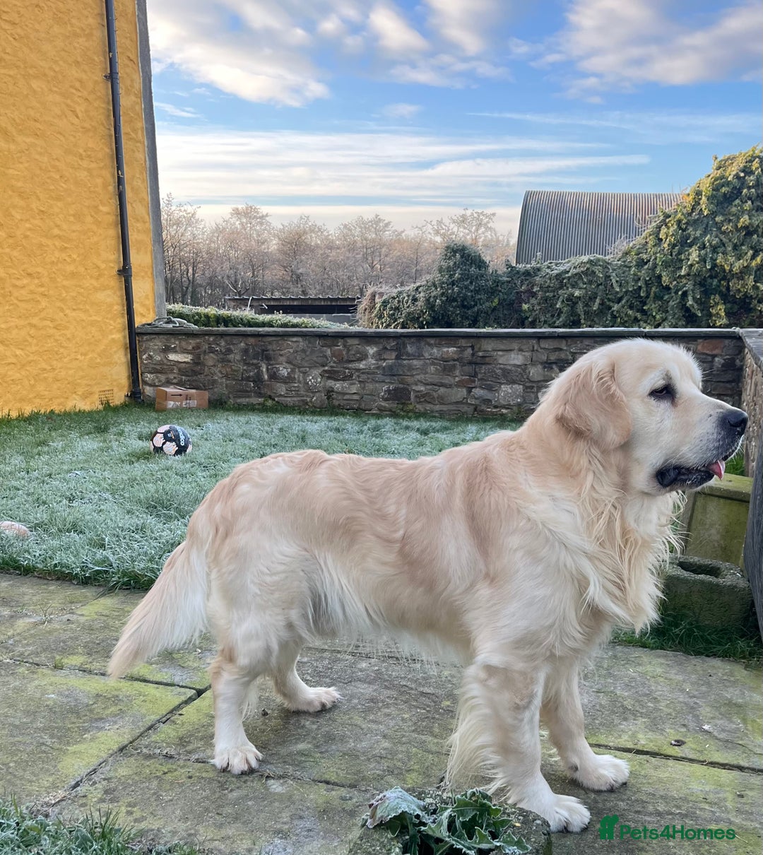 Golden Retriever dogs for sale: Out of DNA tested, kind & Champion bloodlines - Image 9