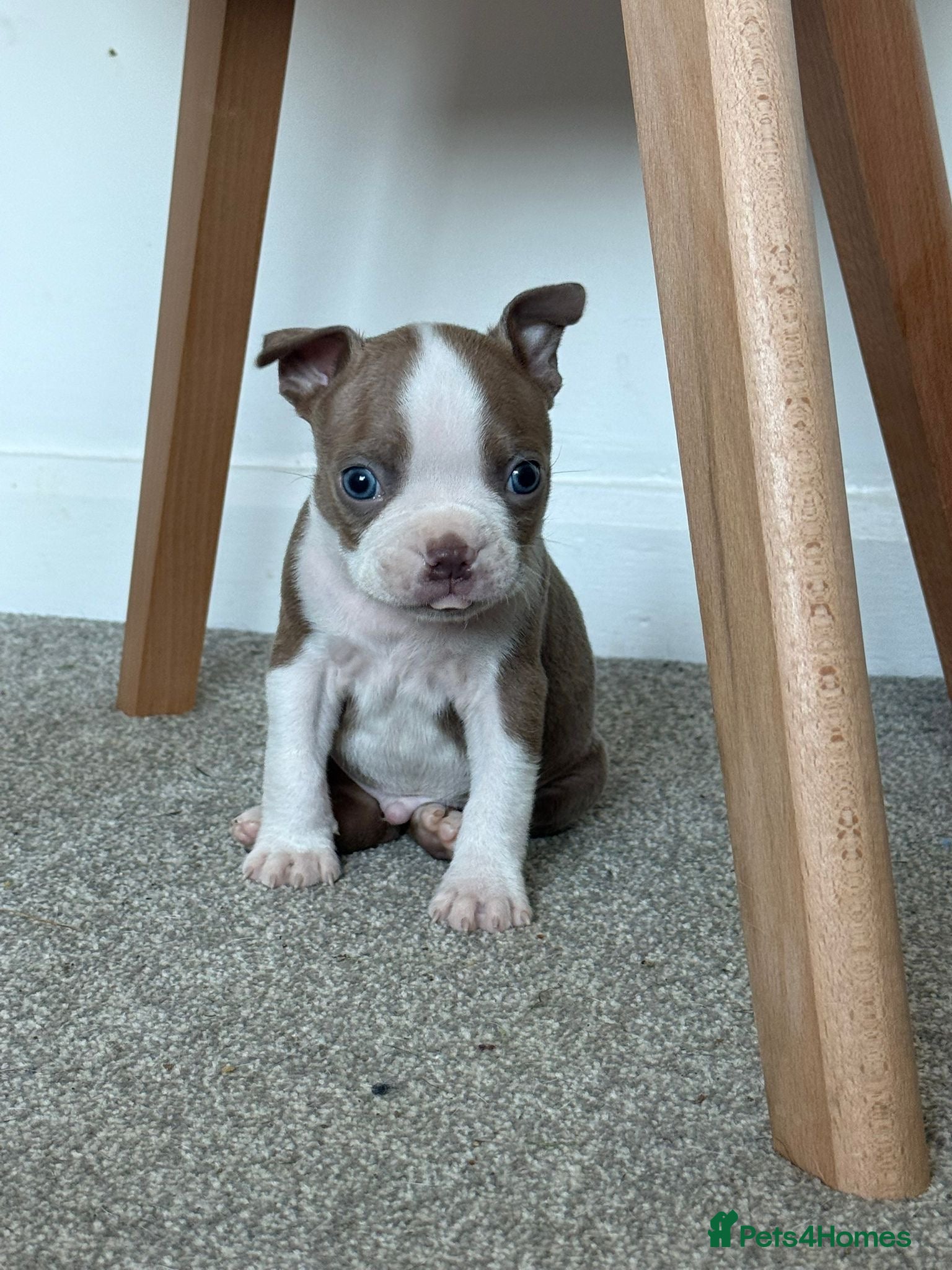 Boston Terrier dogs ONLY 1 AVAILABLE. BEAUTIFUL PUPPIES - Advert 12