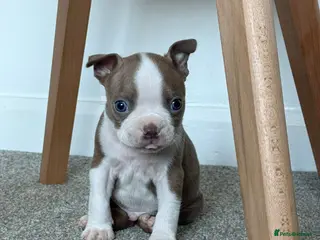 Boston Terrier dogs ONLY 1 AVAILABLE. BEAUTIFUL PUPPIES - Advert 12