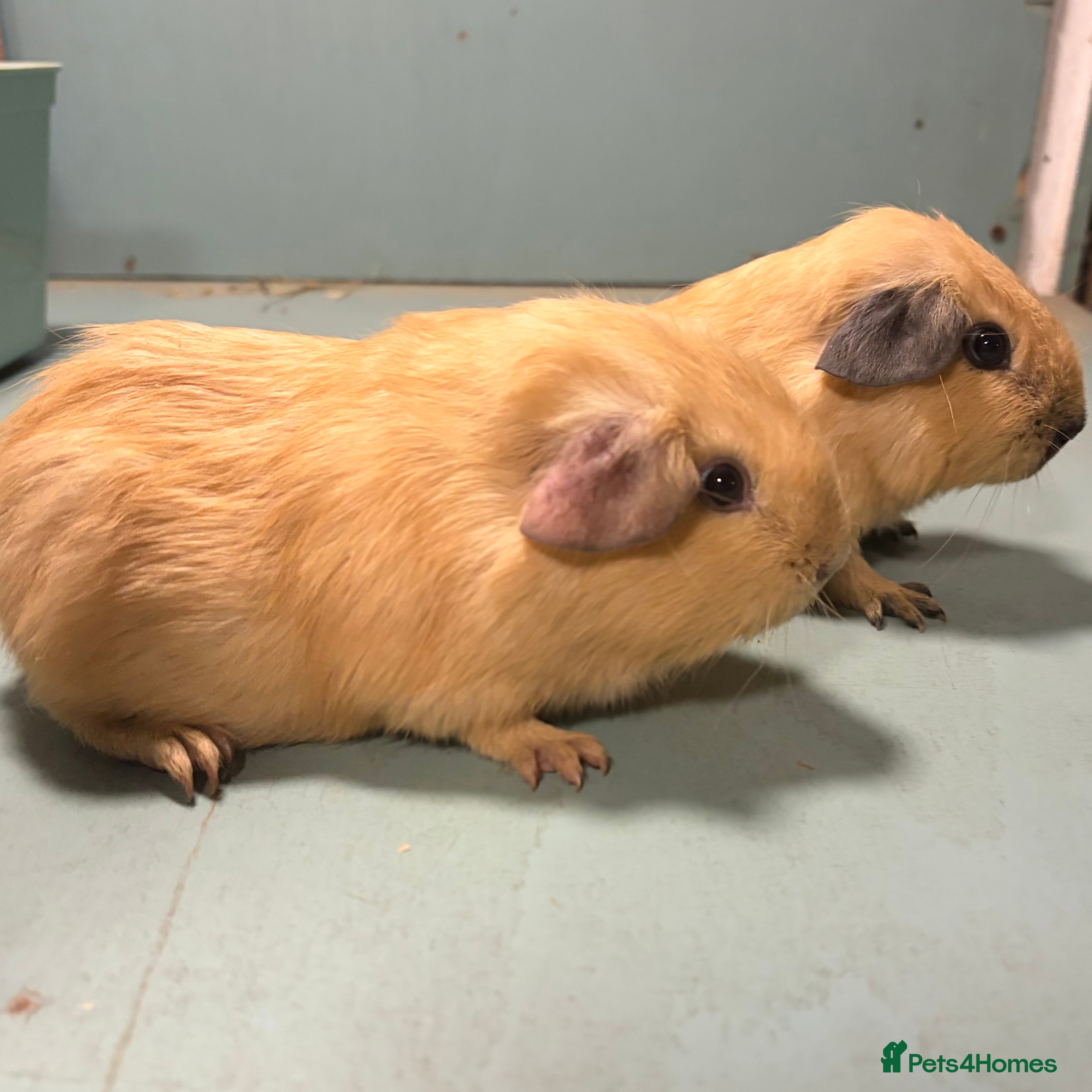 Guinea Pig rodents Cali and cream brother pair  - Advert 2
