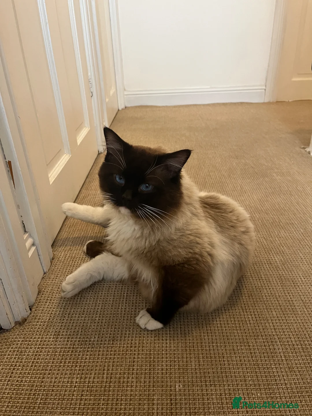 Ragdoll cats for sale: Stunning Male Seal Mitted in Oldham - Advert 9