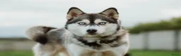 Pomsky dogs for sale: F4 Pomsky Puppies  - Advert 3