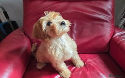 Cavapoo dogs for sale: Red f1 cavapoos  in Knutsford - Image 9