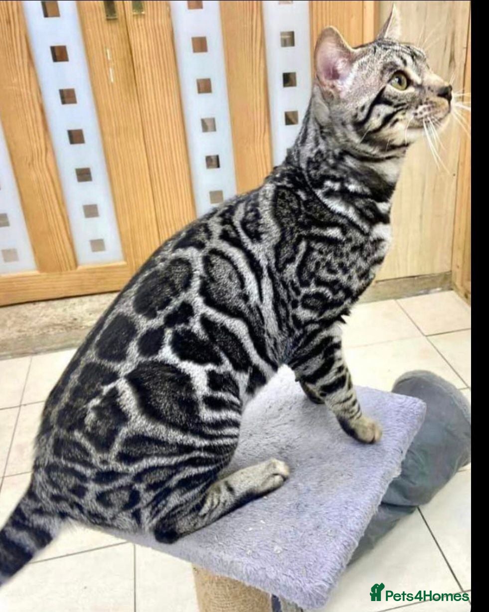 Bengal cats Outstanding Tica Show quality bengal kitten's - Advert 2