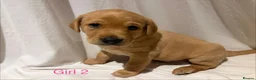 Labrador Retriever dogs for sale: KC registered Red Labrador Puppies - Ready 2nd Apr in Faversham - Advert 12