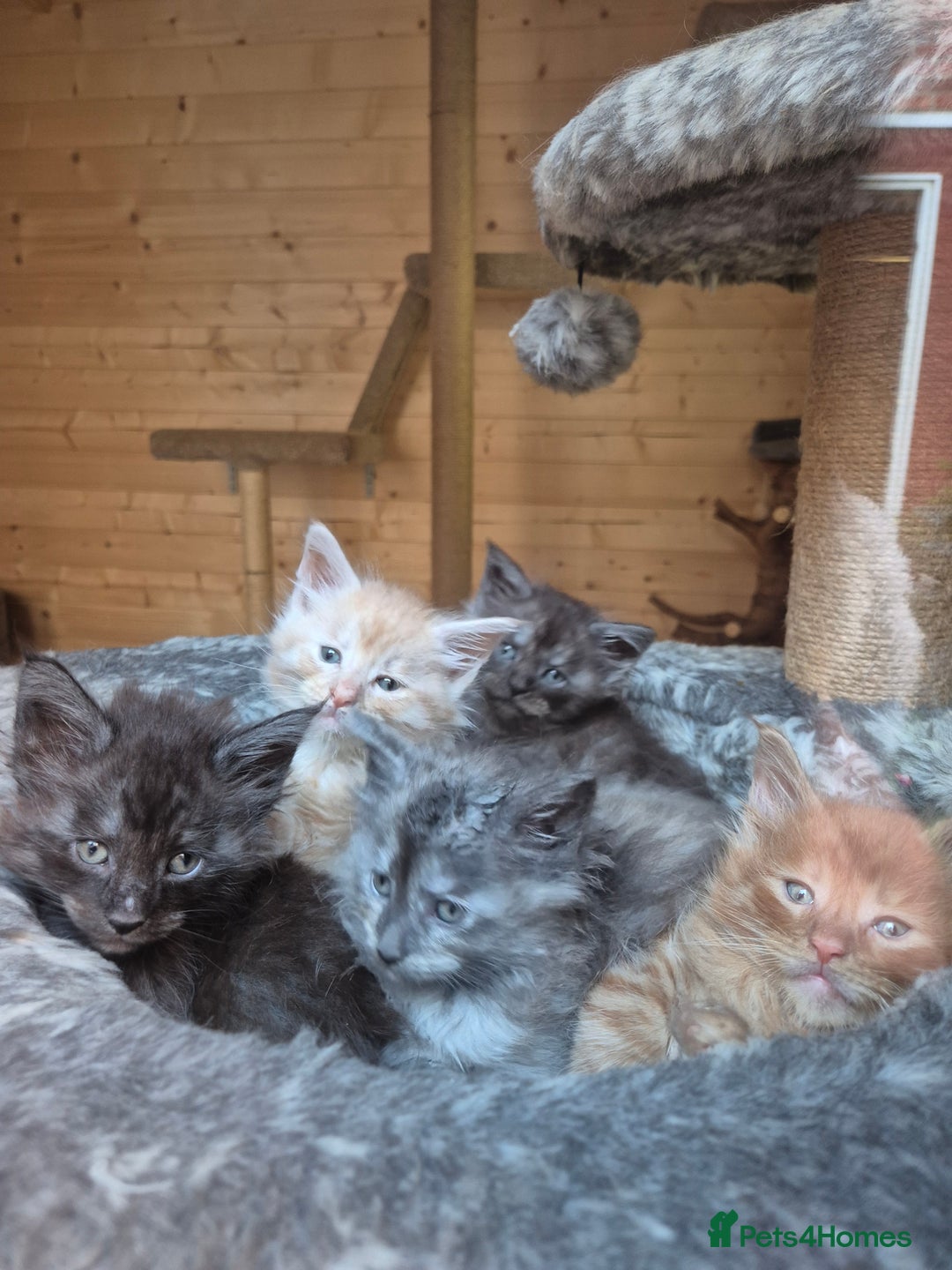 Maine Coon cats for sale: Mein Con - Advert 4