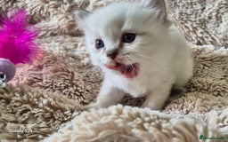 Ragdoll cats for sale: 4 Precious tica Ragdoll girls - Image 26