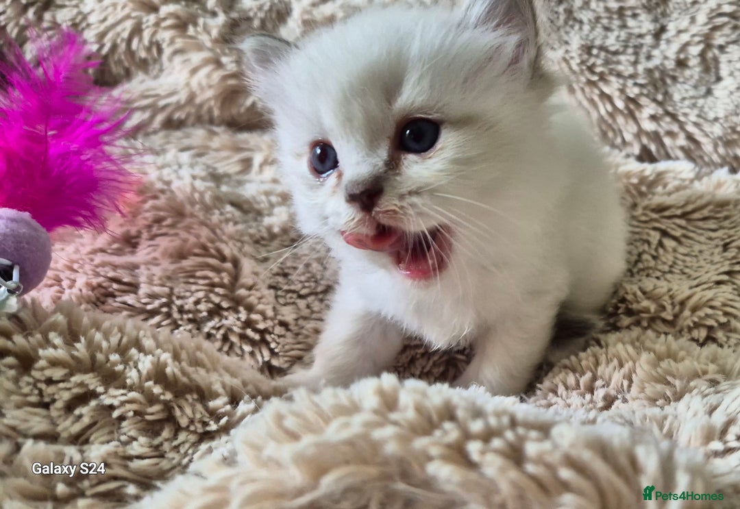 Ragdoll cats for sale: 4 Precious tica Ragdoll girls - Image 26