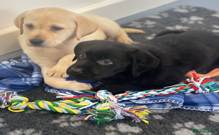 Labrador Retriever dogs - Advert 10