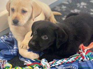 Labrador Retriever dogs - Advert 23