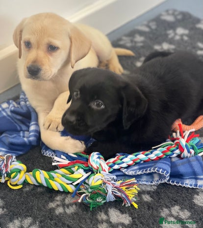 Labrador Retriever dogs - Advert 9