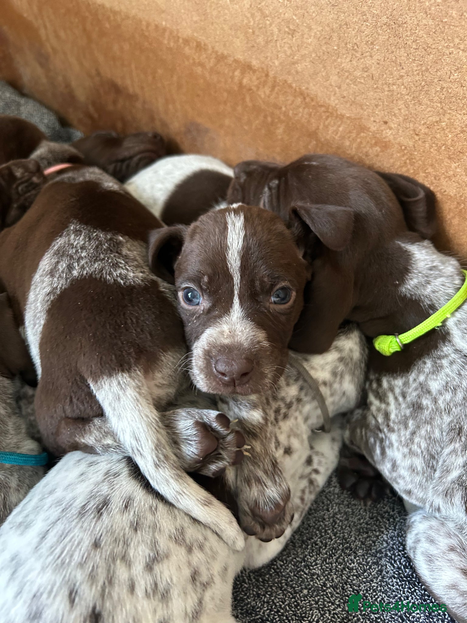German Shorthaired Pointer dogs Pure KC GSP Puppies for sale! (1 boy left) - Advert 2