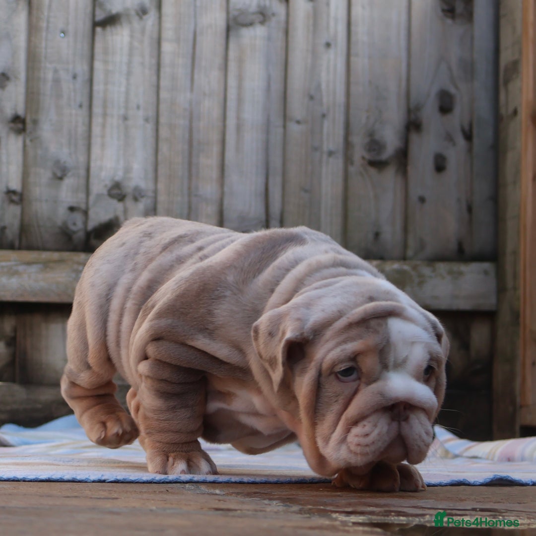 English Bulldog dogs for sale: ONE GORGEOUS LITTLE GIRL  - Advert 4