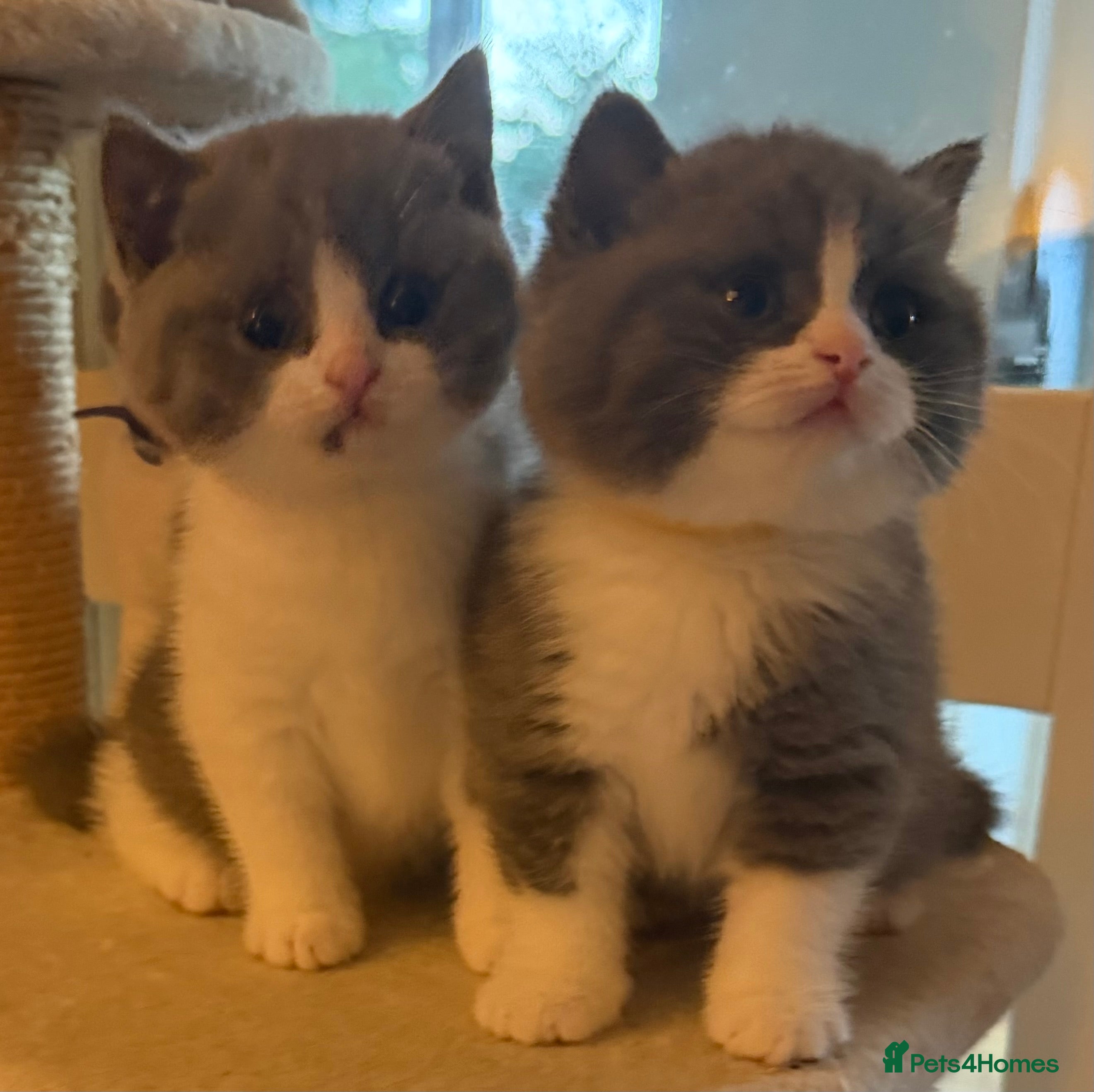 British Shorthair cats Bi Colour British Shorthair Kittens, Exc Pedigree  - Advert 5